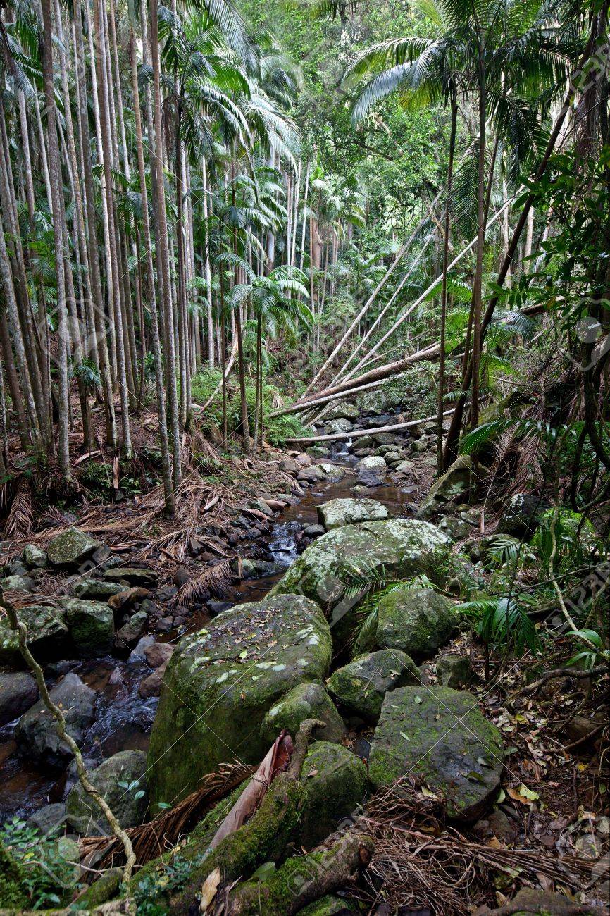 ゴールド コーストの内陸部 オーストラリア クイーンズランド州の熱帯雨林の眺め キヤノン 5d2 と東証 17 ミリメートル F 4 L レンズを使用してキャプチャ の写真素材 画像素材 Image