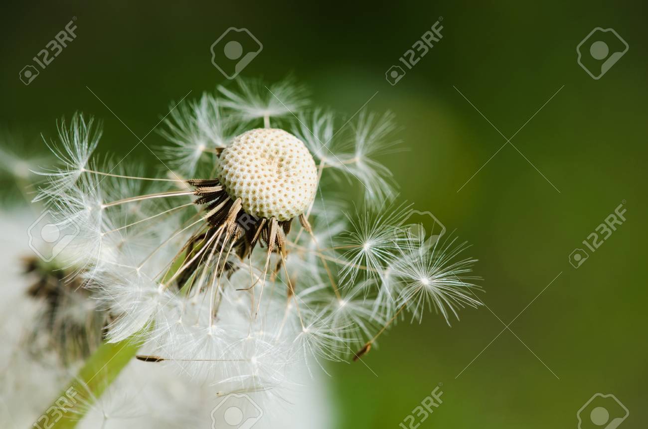 グリーン上の過去の花タンポポの詳細は 背景をぼかし の写真素材 画像素材 Image