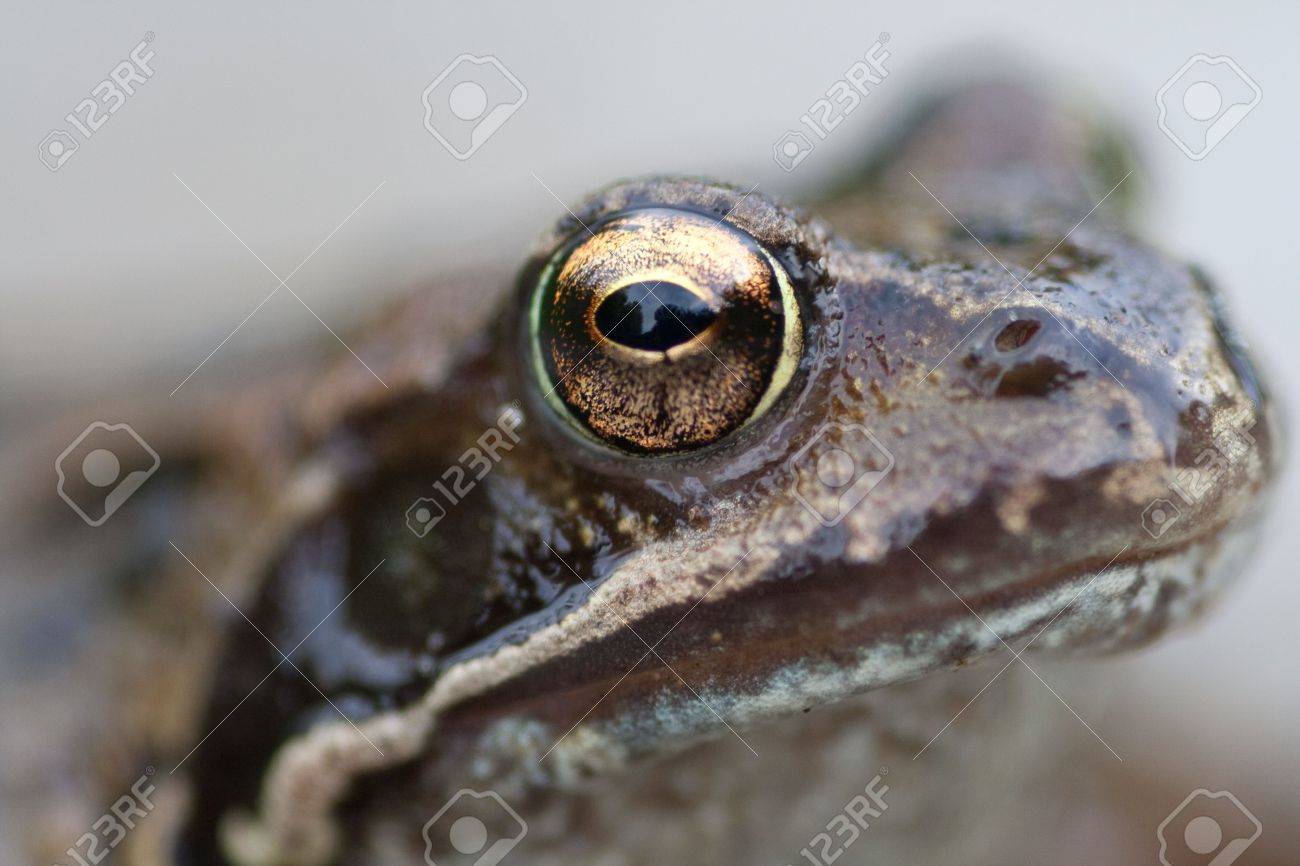 The Frog with Golden Eyes