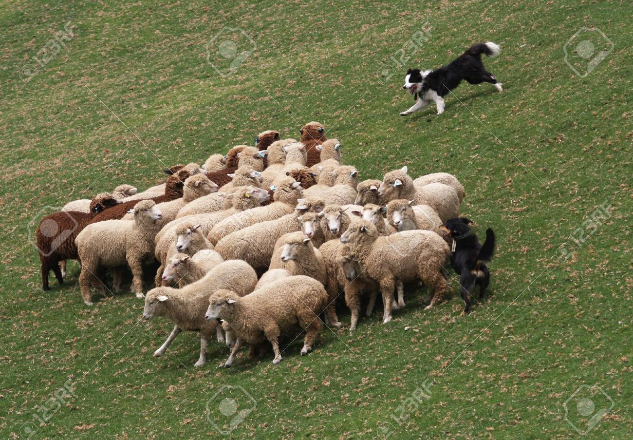 dog shepherd sheep