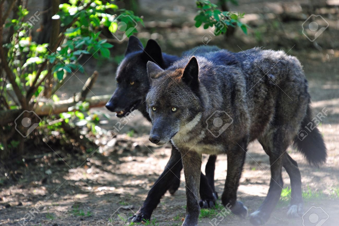 Wildlife: Running Pack Of Black Wolves In A Forest Stock Photo, Picture and  Royalty Free Image. Image 5971443.
