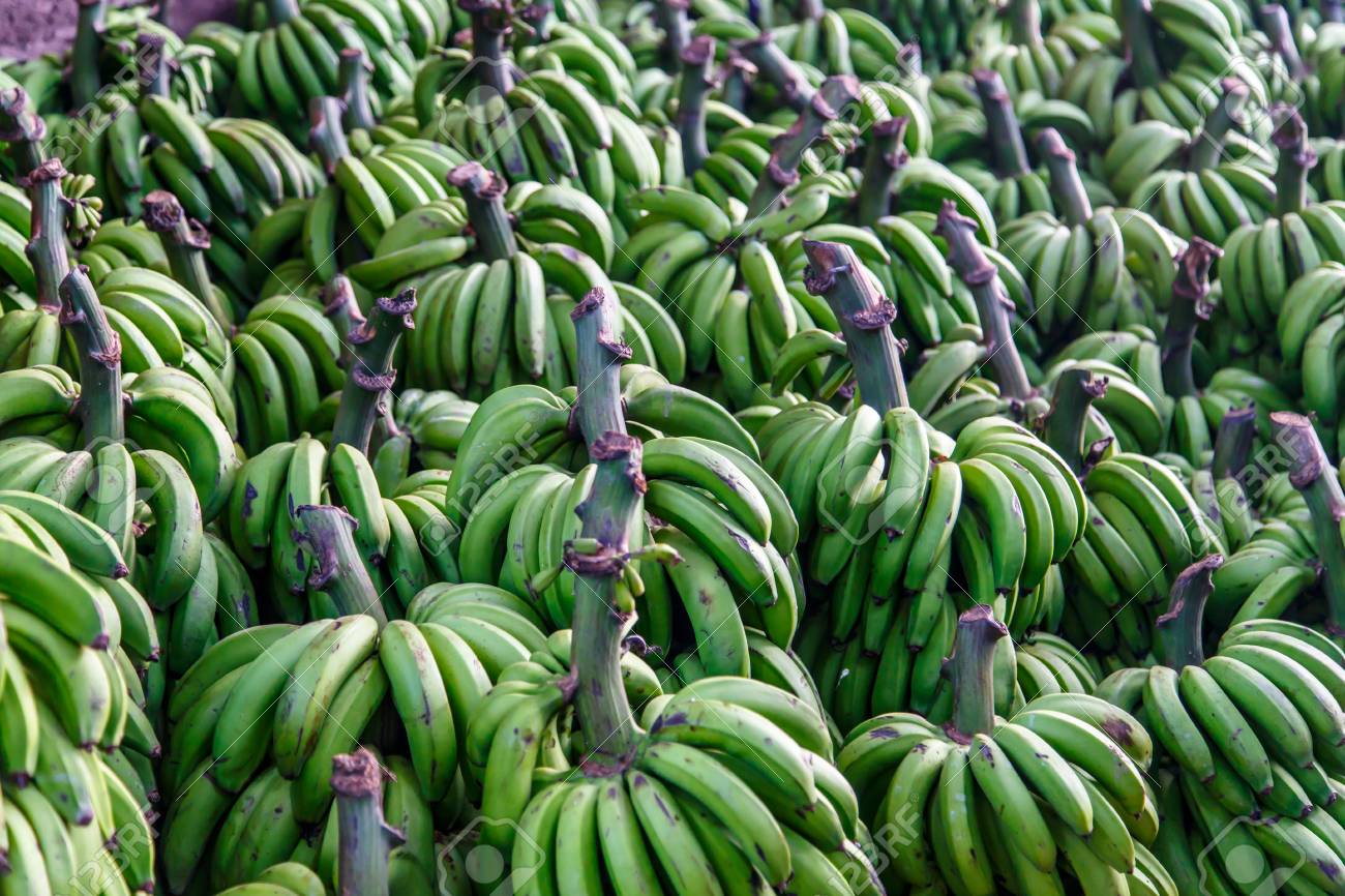 緑のバナナ グループ の写真素材 画像素材 Image