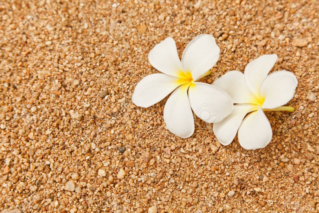 Two Plumeria flowers on the pebble ground - 11267610 Two Plumeria flowers on the pebble ground - 11267610
