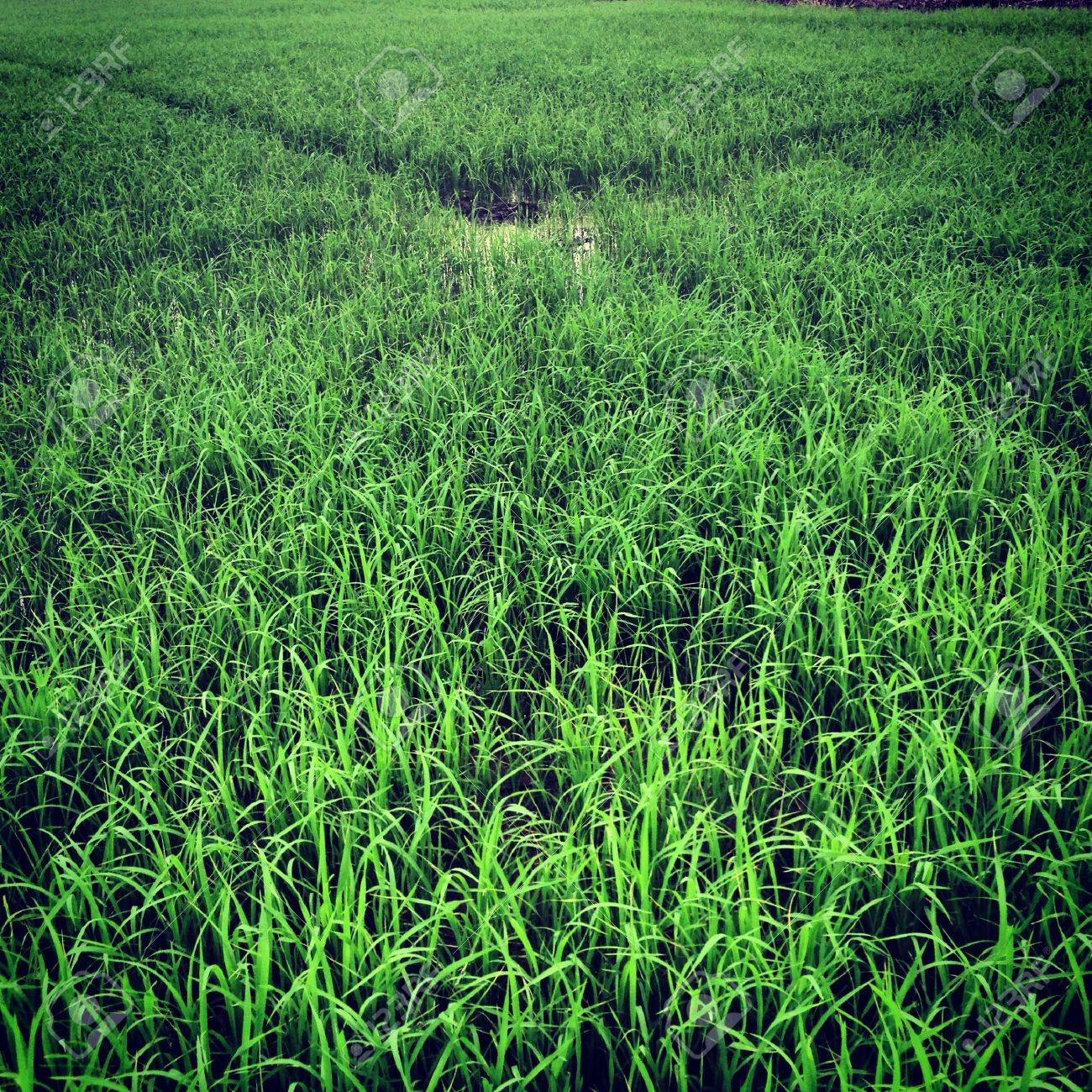 The green rice field in the countryside - 21342194 The green rice field in the countryside - 21342194