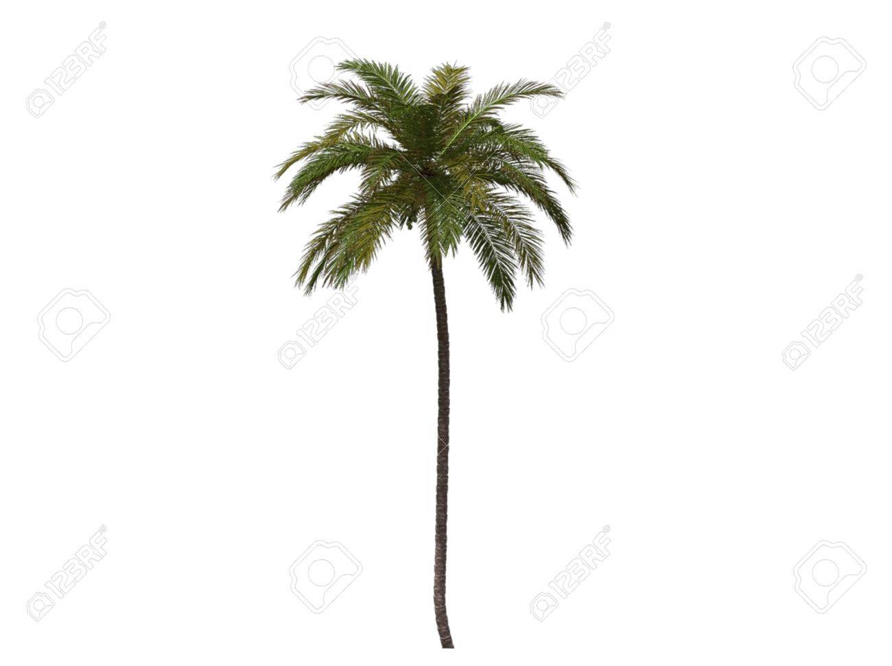 3d illustration of a palm tree stock photo picture and royalty free