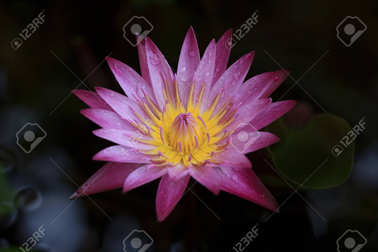 etiam-dictum-ipsum-a-felis