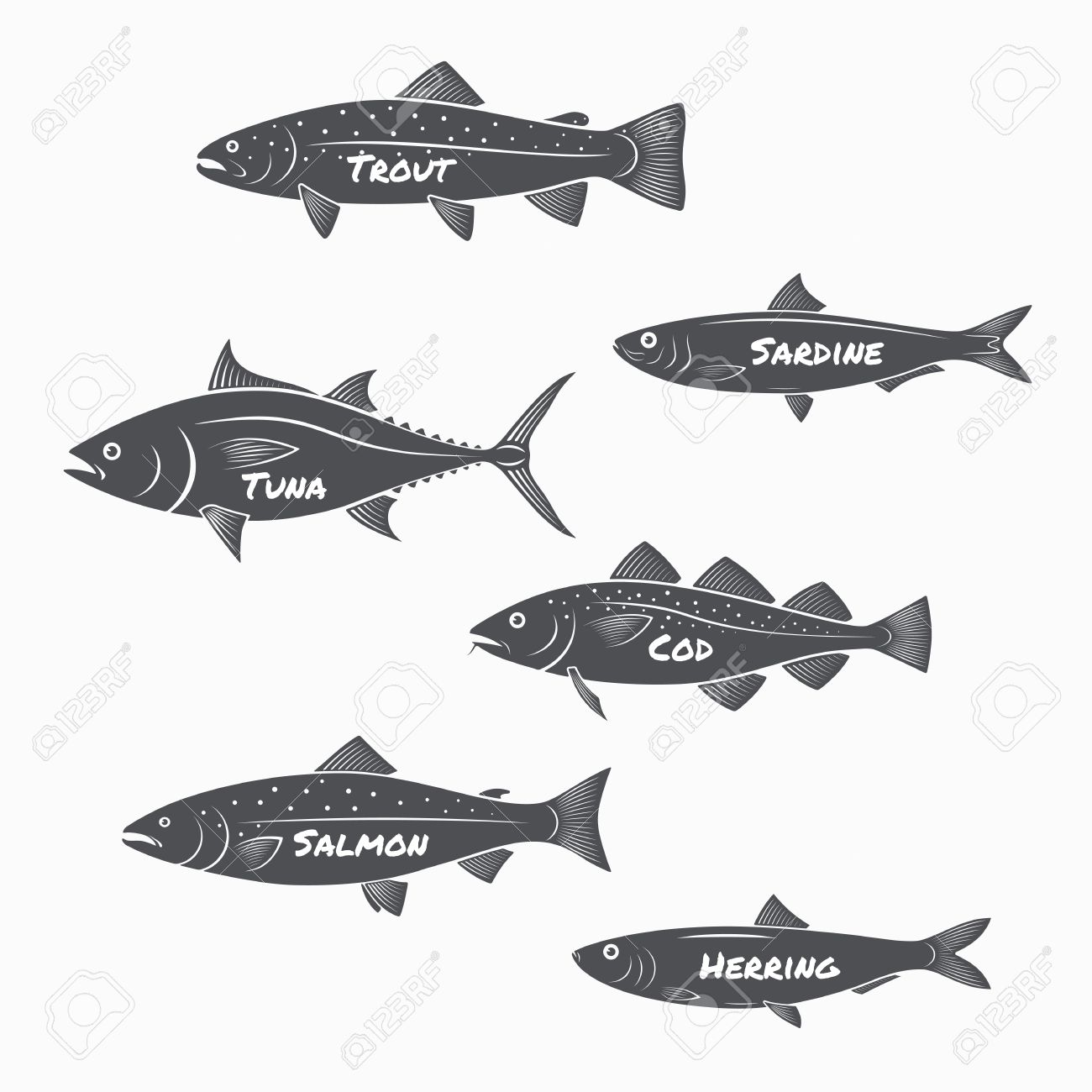 Set of fish silhouettes on white background. Trout, sardine, tuna, cod, salmon and herring labels. - 57737615 Set of fish silhouettes on white background. Trout, sardine, tuna, cod, salmon and herring labels. - 57737615