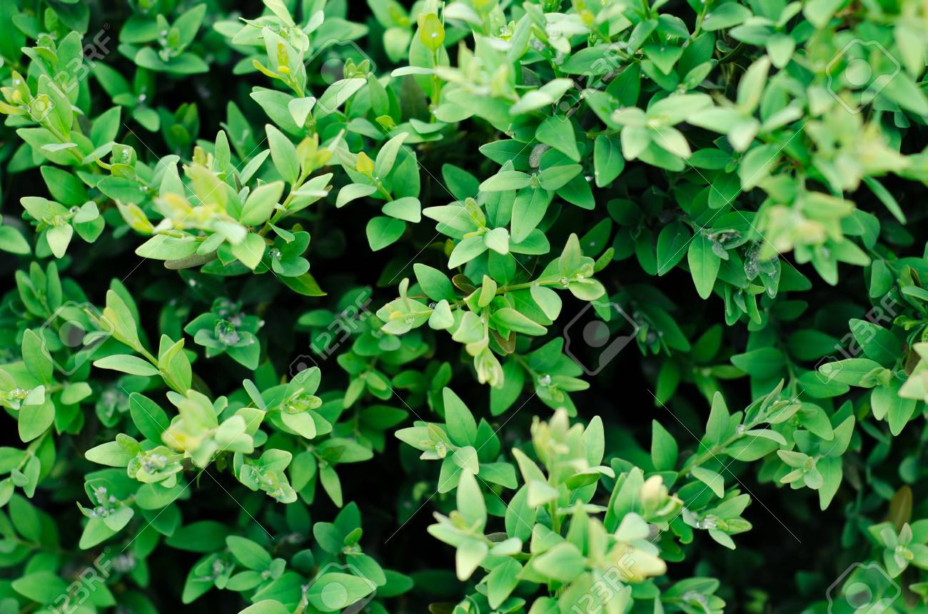 Green bush leaves wall background in the garden