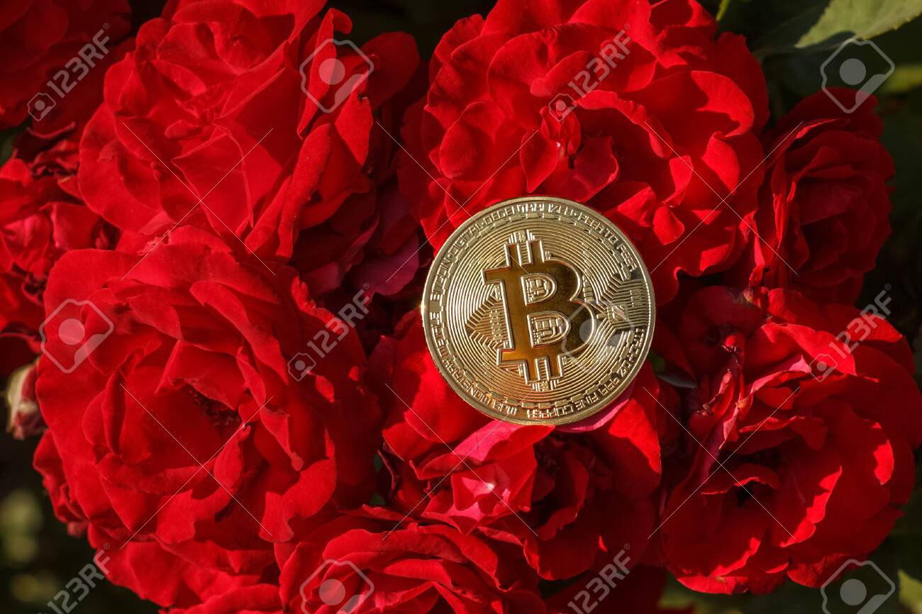 A Thin Golden Coin Of Bitcoin Is Laying Down On The Rose Flowers. The Big  And Golden Bitcoin Was Located On The Red Rose Flower. On The Red Rose In  Blossom Was