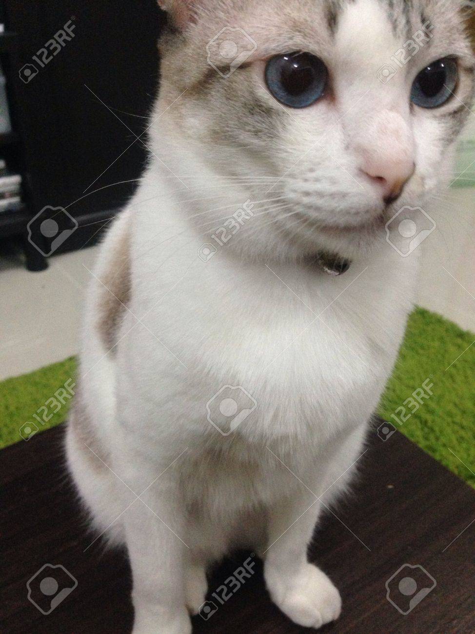 青い目を持つかわいい白猫 の写真素材 画像素材 Image