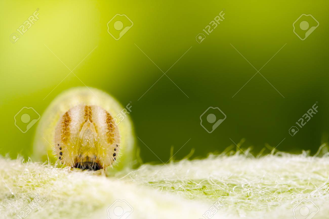 緑色の幼虫や植物の葉の上の毛虫 の写真素材 画像素材 Image 8038