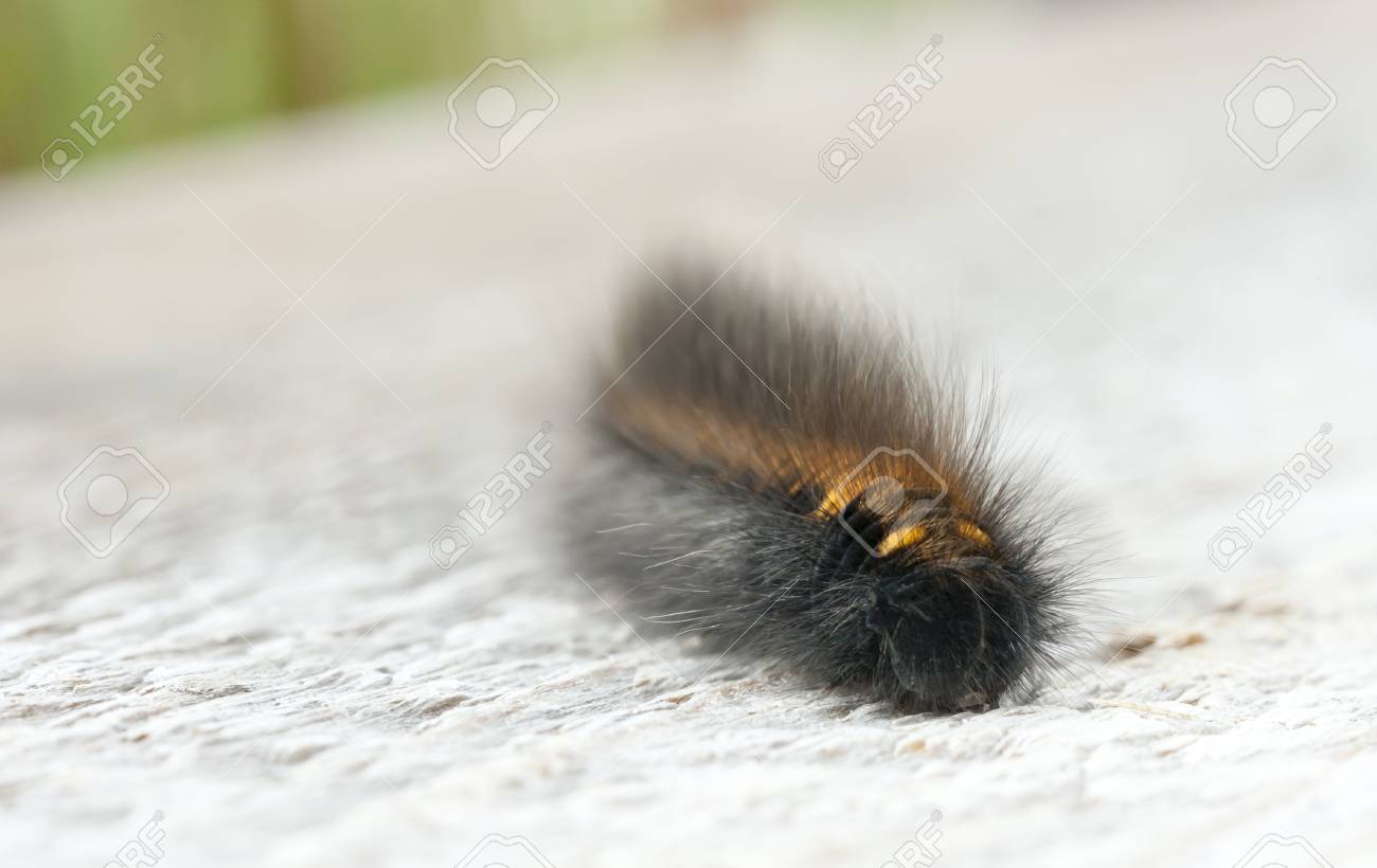 毛むくじゃらの黒と金の幼虫や毛虫 の写真素材 画像素材 Image