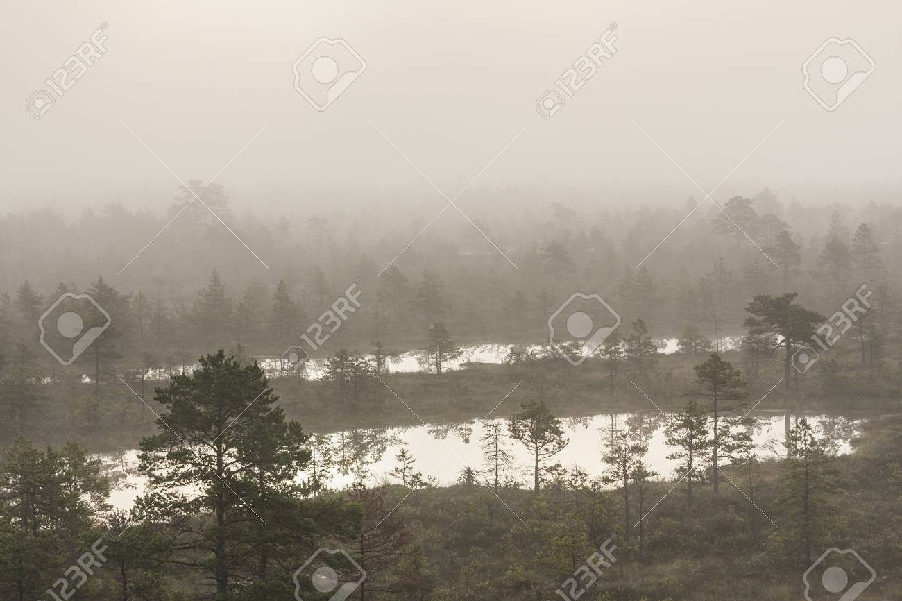 霧の湿原景観池と松の木 の写真素材 画像素材 Image 霧の湿原景観池と松の木 の写真素材 画像素材 Image