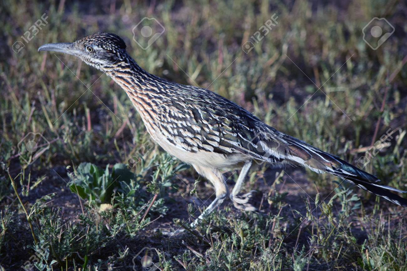 オオミチバシリ カッコウ鳥の家族の最大のメンバー 芝生エリアの縞 の写真素材 画像素材 Image