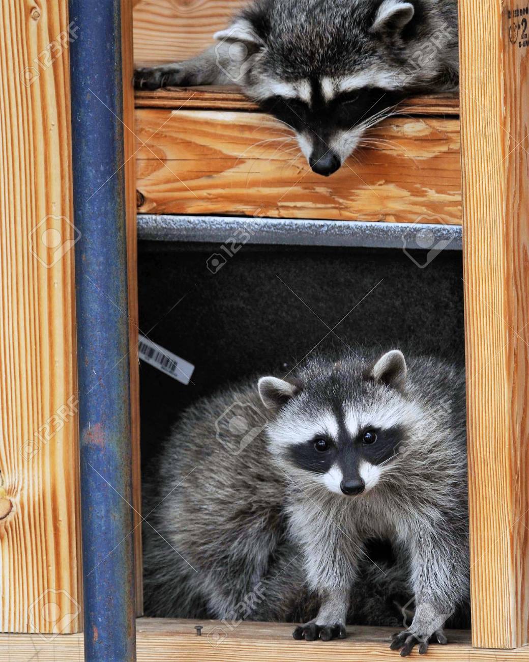 Playful Raccoons Take Up Residence In House Under Construction