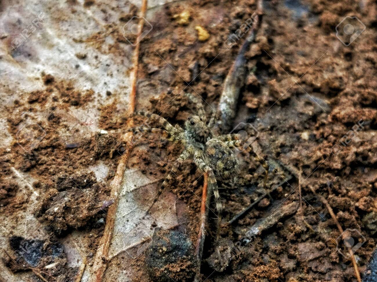 etiam-dictum-ipsum-a-felis