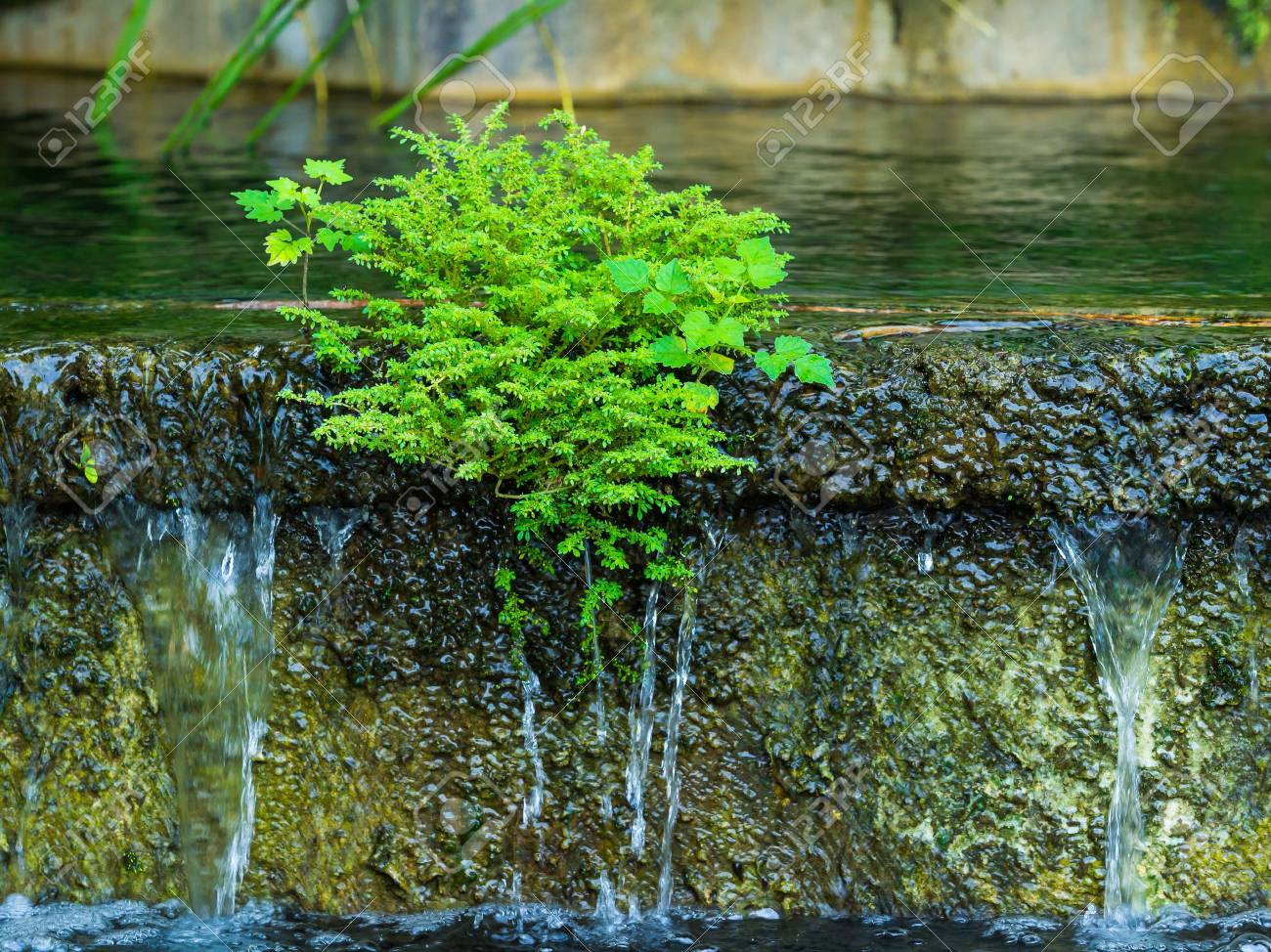 涼しい自然の庭で緑の小さな木 の写真素材 画像素材 Image