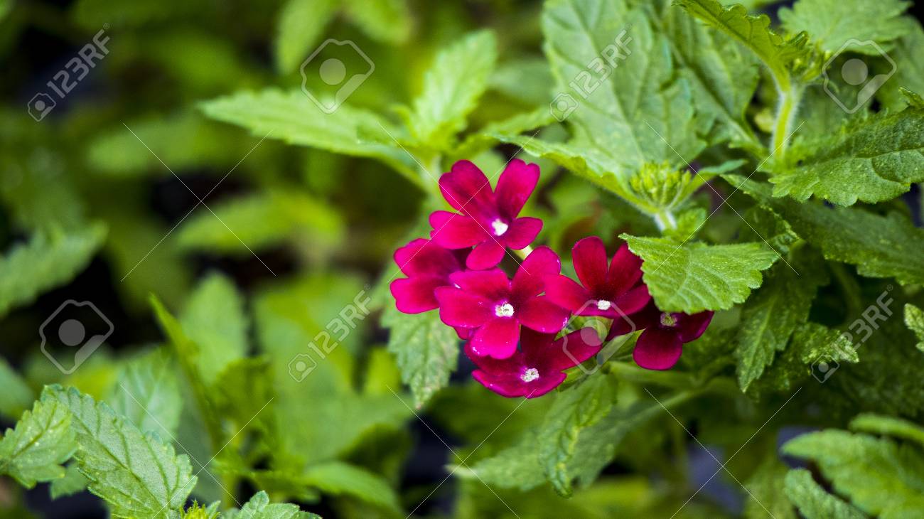 Garden verbena flower