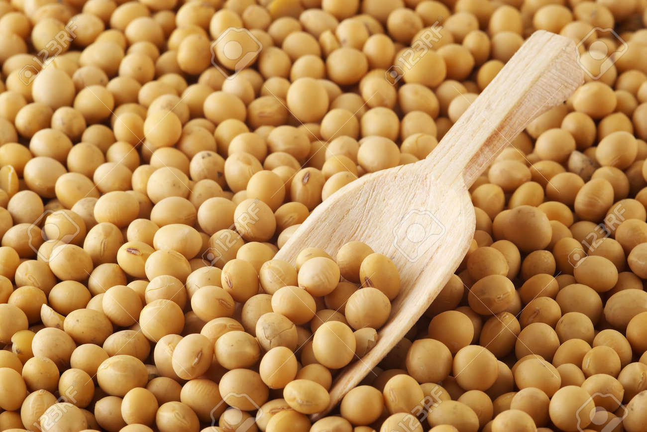 soybeans stock photo picture and royalty free image image 2313755
