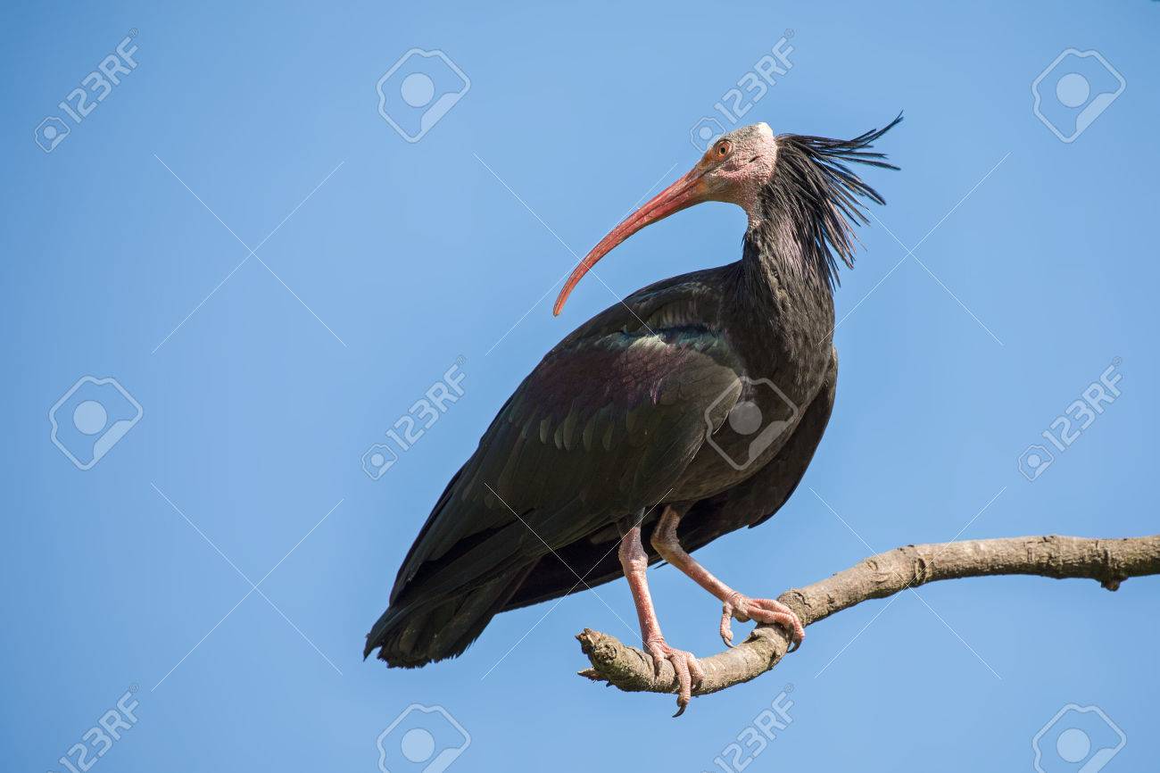 に対してハゲトキは澄んだ青い空です この非常に珍しい鳥は北 Afrfica に固有とされて非常にいくつかの野生の左 それが絶滅危惧種のリストになりました の写真素材 画像素材 Image