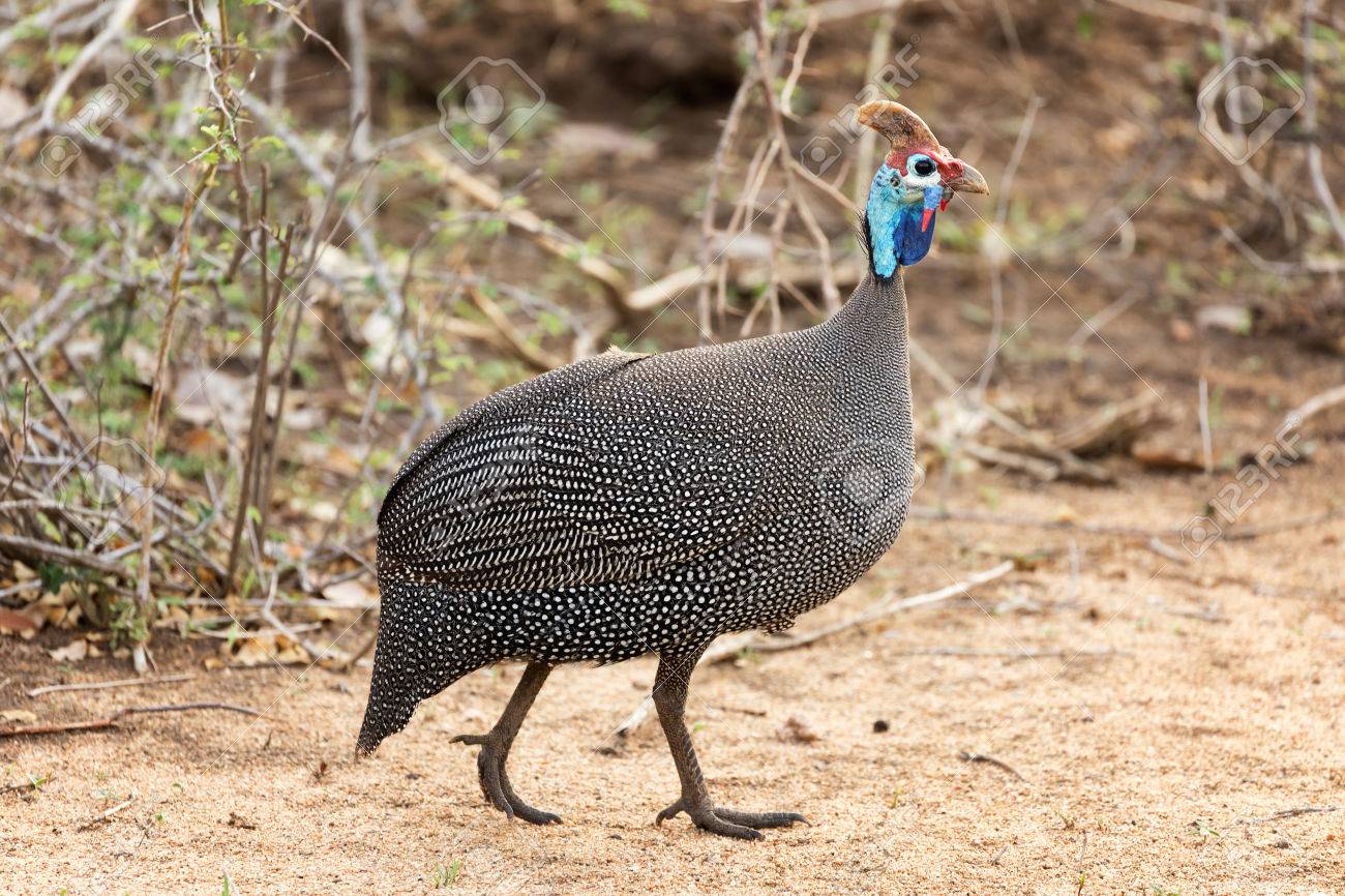 カラフルなヘルメット ホロホロ鳥 の写真素材 画像素材 Image 6009