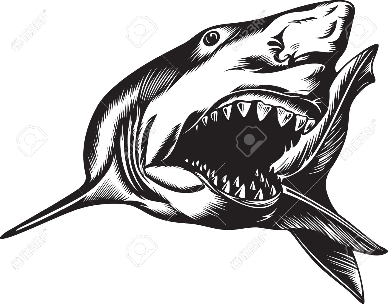 pic Easy Realistic Open Mouth Shark Drawing drawer pro