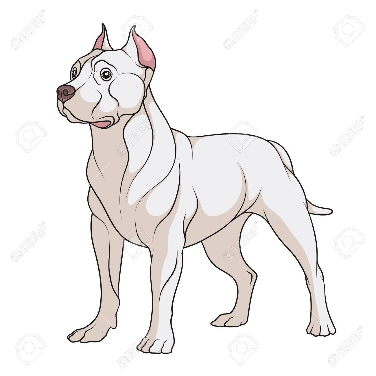 Illustration De La Couleur Dun Chien Pit Bull Objet Vectoriel Isolé Sur Fond Blanc