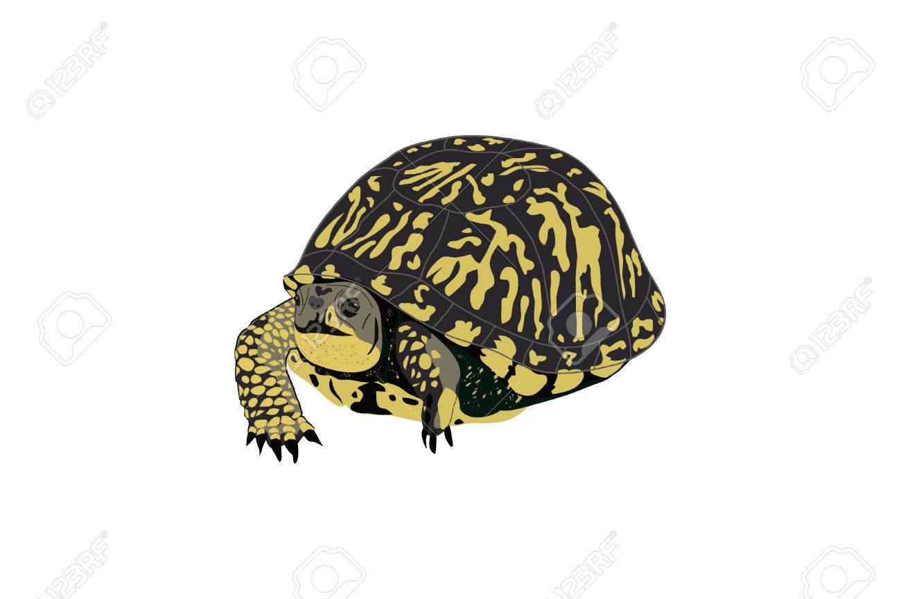 drawing of a box or paint turtle royalty free cliparts vectors and