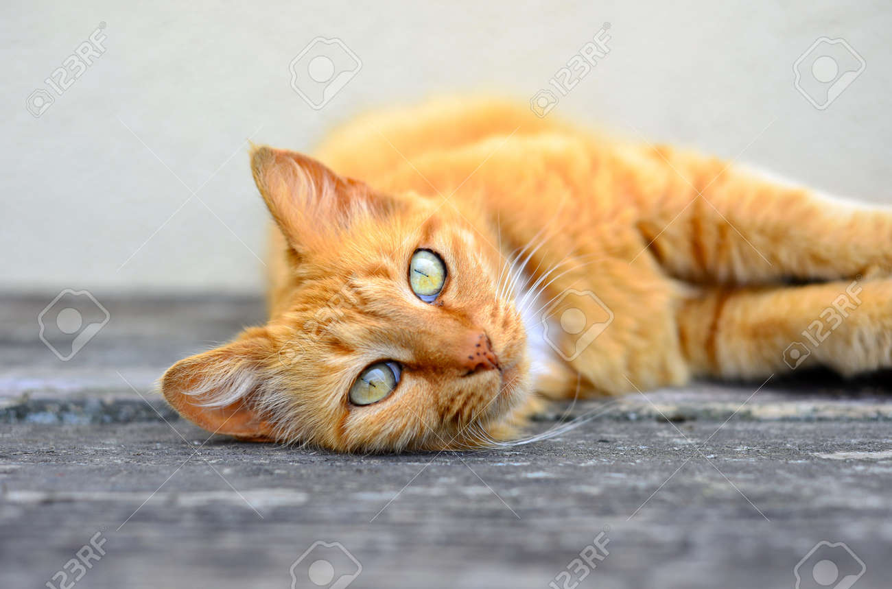 etiam-dictum-ipsum-a-felis