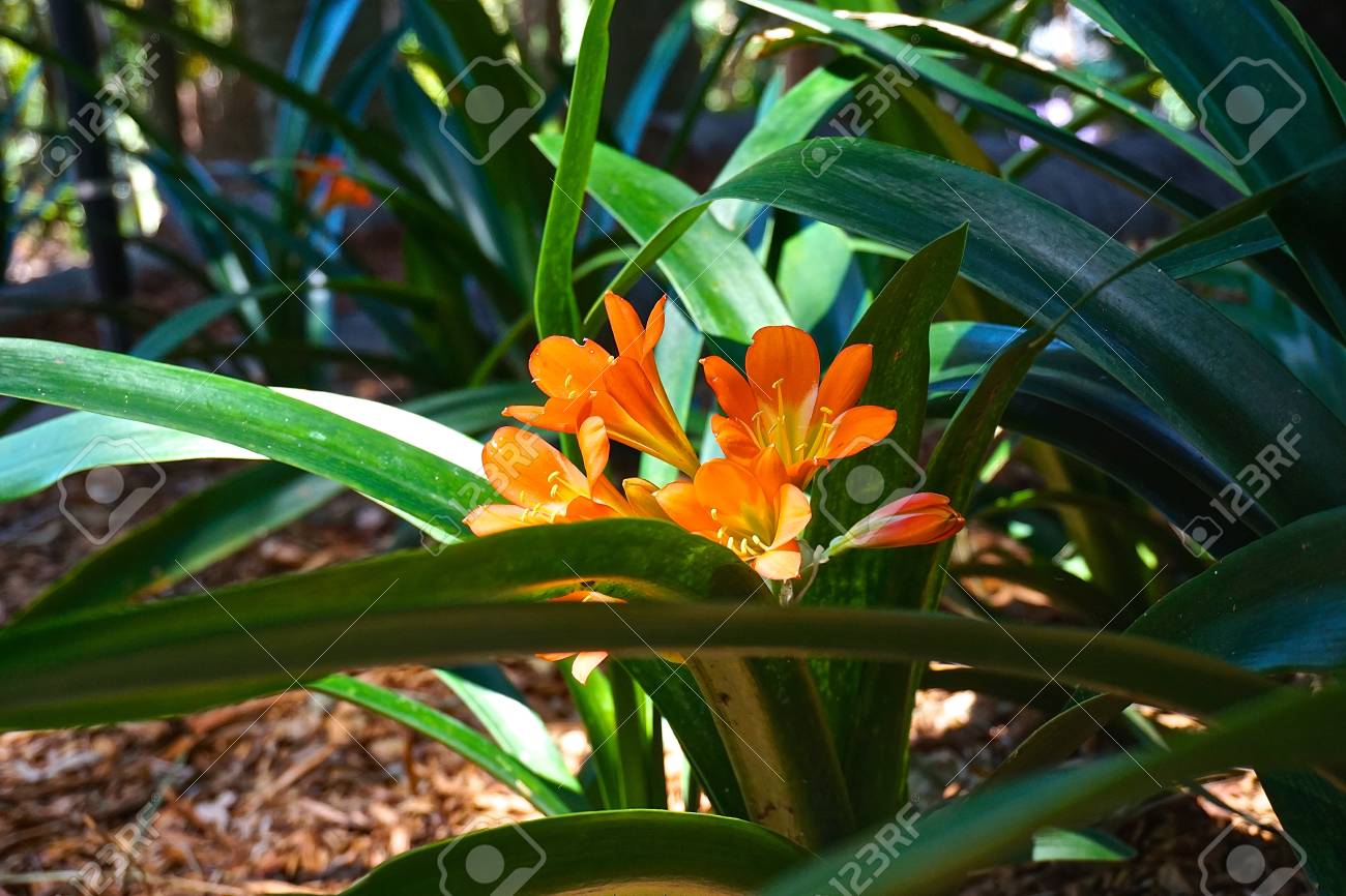 日光の下で植物の花 の写真素材 画像素材 Image