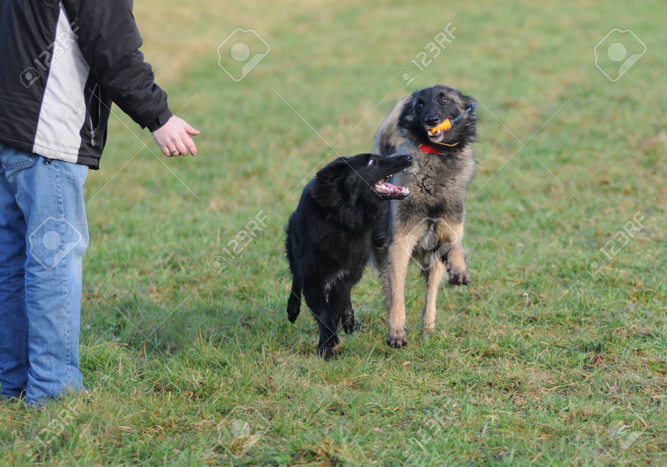 belgian sheepdog groenendael puppies playing belgian shepherd tervueren and groenendael stock photo belgian sheepdog groenendael puppies playing belgian shepherd tervueren and groenendael stock photo