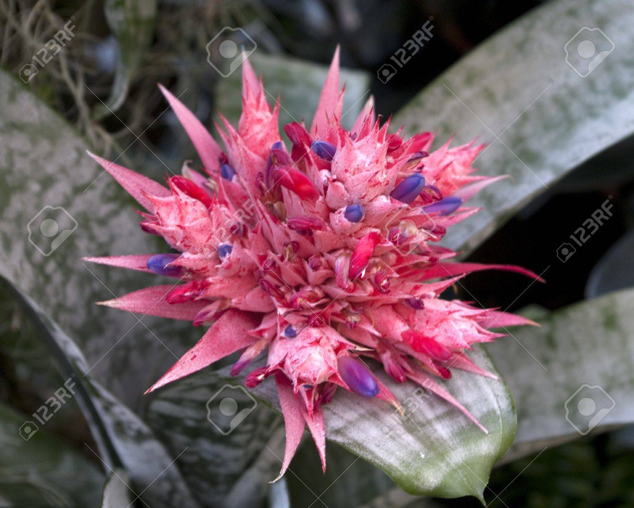 明るいピンク 青 赤先の尖った花灰色緑色の背景で の写真素材 画像素材 Image