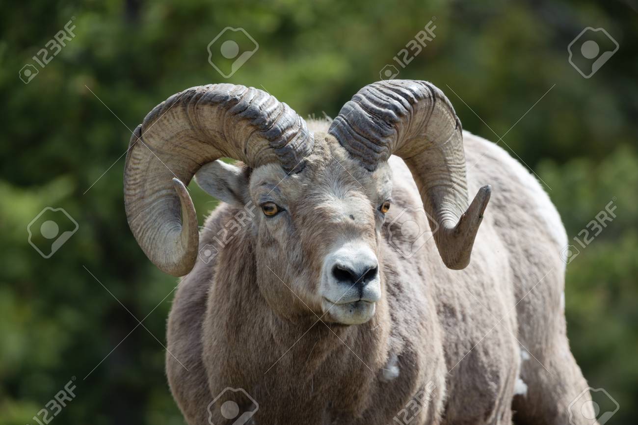 Old Rocky Mountain Sheep Ram Frontal Closeup With Green Forest Stock Photo Picture And Royalty Free Image Image Old Rocky Mountain Sheep Ram Frontal Closeup With Green Forest Stock Photo Picture And Royalty Free Image Image