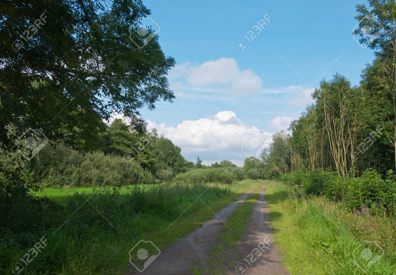 いずれかの側に木があるオランダ自然地域における砂の道 の写真素材 画像素材 Image 1030