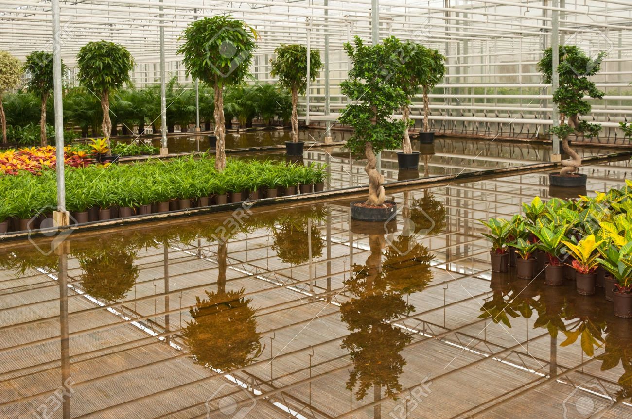 Plantes D\'intérieur Dans La Serre D\'une Pépinière Hollandaise ... Plantes D\'intérieur Dans La Serre D\'une Pépinière Hollandaise ...