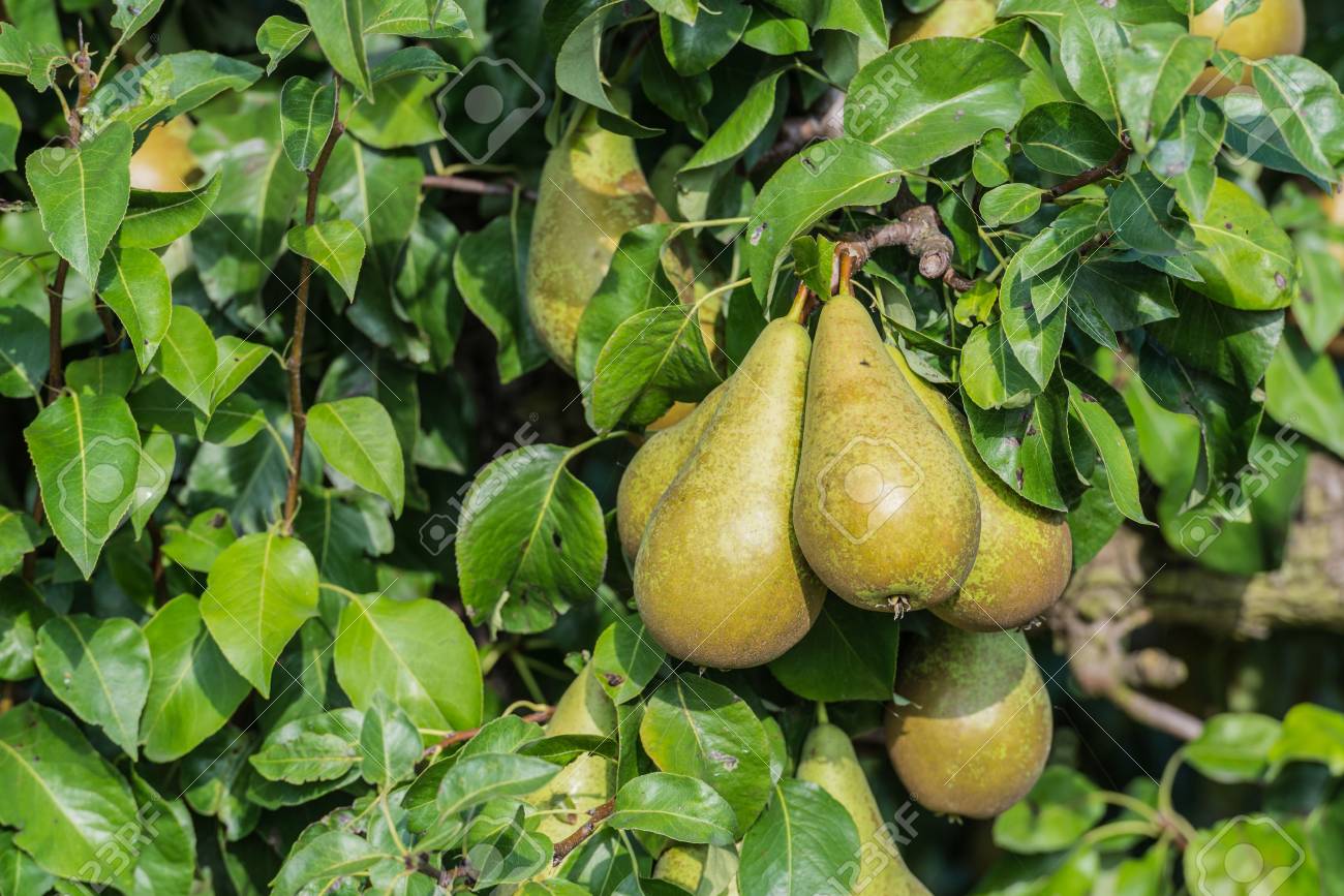 Pera Conference Casi Maduras Para La Cosecha Colgando En El Arbol En Un Huerto Soleado Fotos Retratos Imagenes Y Fotografia De Archivo Libres De Derecho Image 22662724