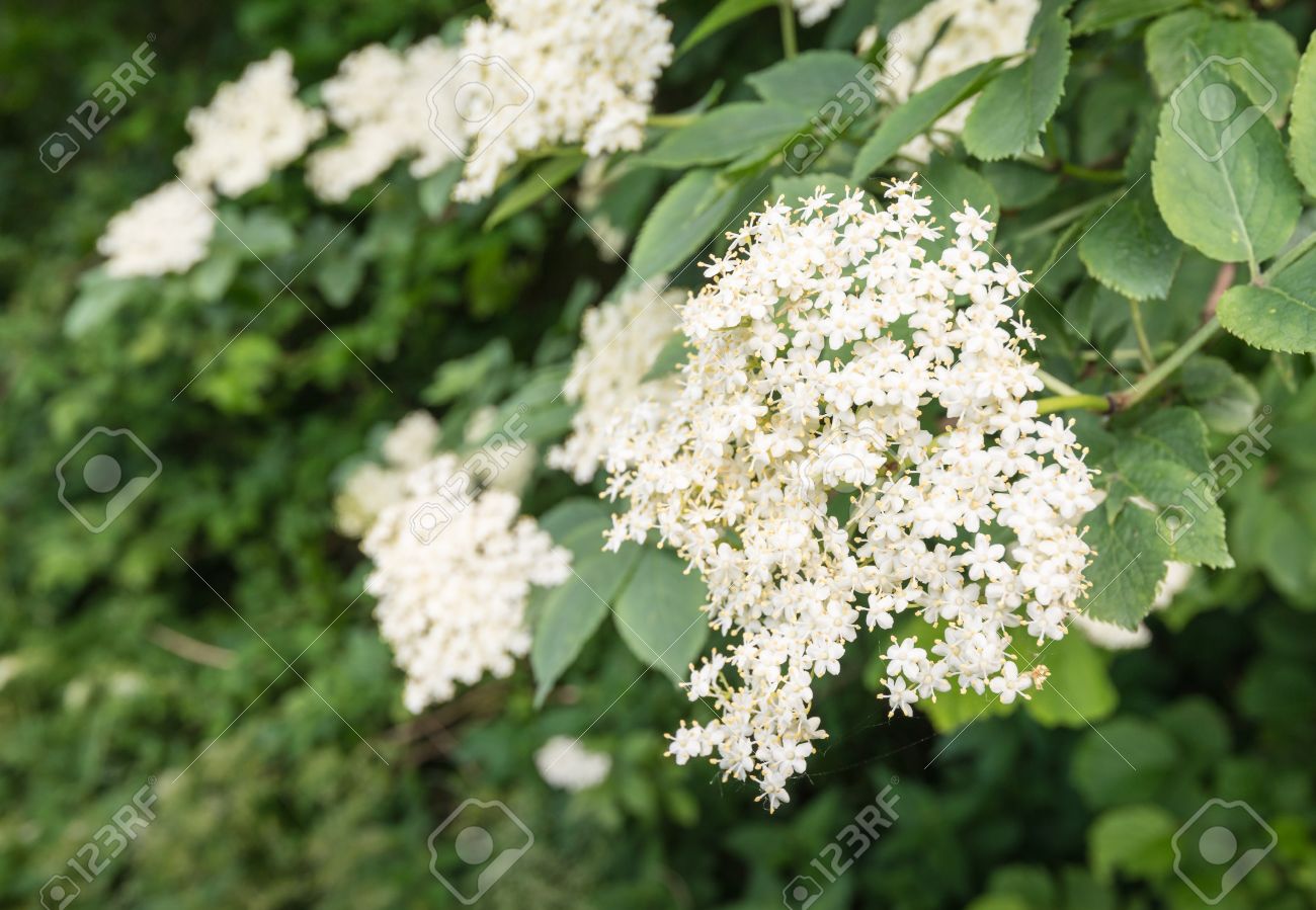 Closeup Of The White Flowers Of An European Elder Or Sambucus Nigra Tree In The Early Summer Season Stock Photo Picture And Royalty Free Image Image