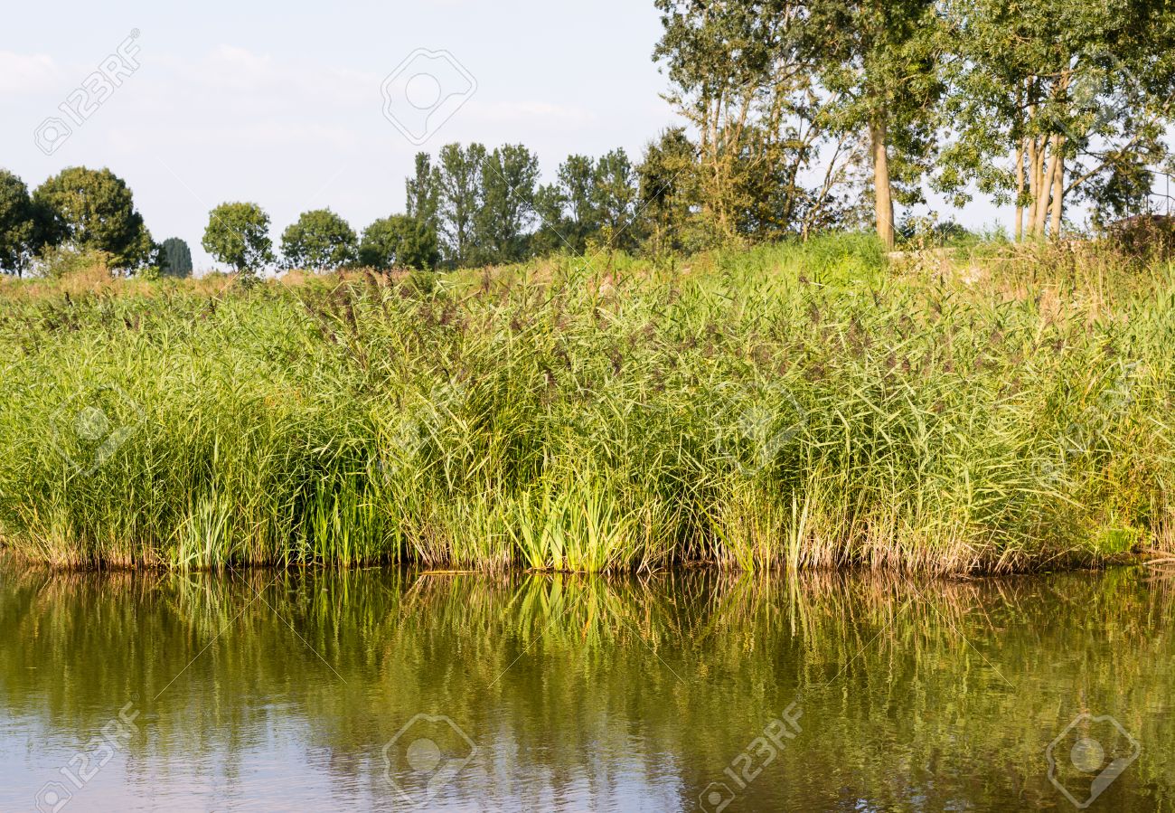 共通の葦やヨシ川のほとりに生育し 滑らかな水面に反映されます の写真素材 画像素材 Image