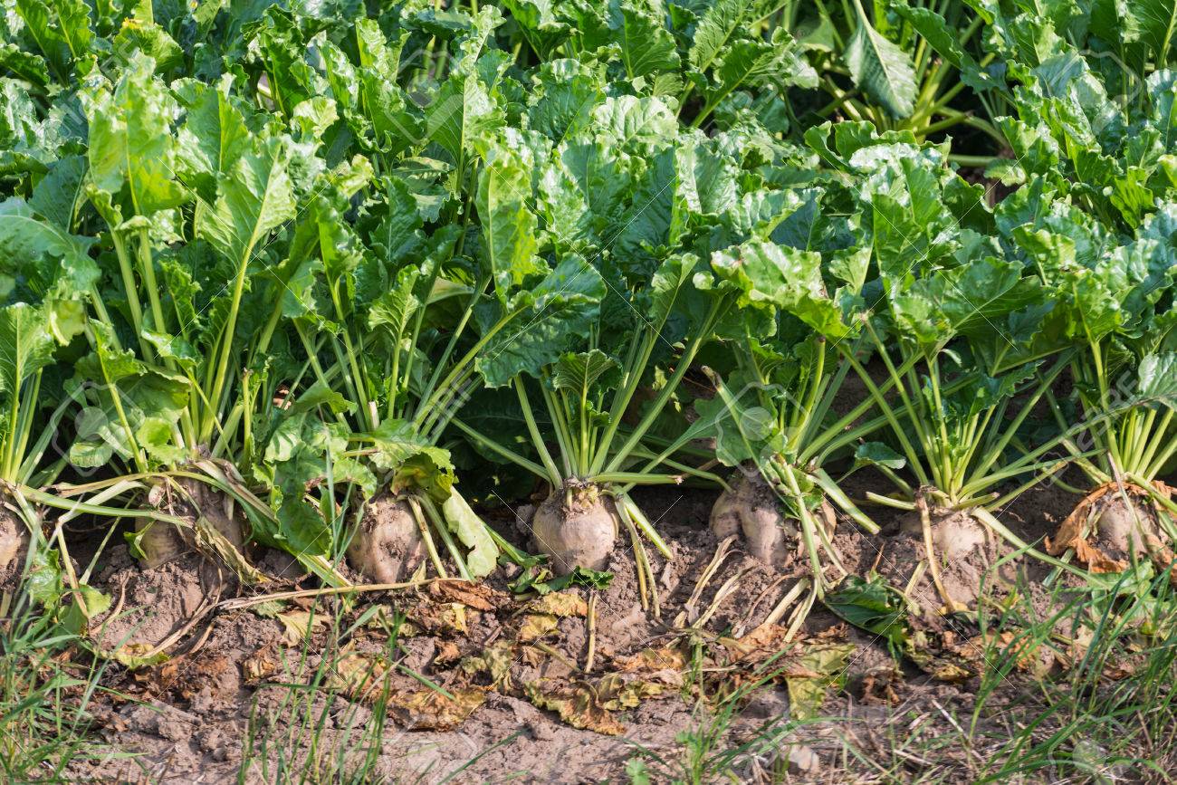 how to grow sugar beets