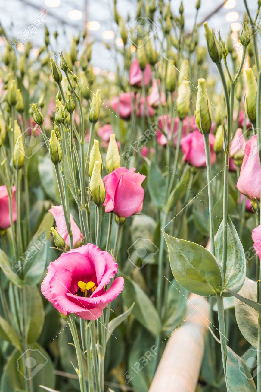 Эустома в теплице фото