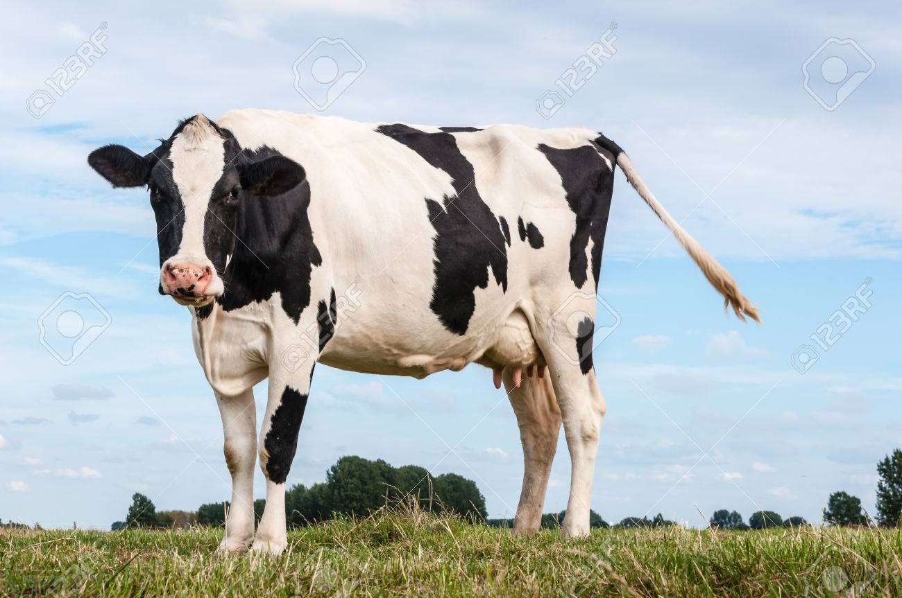 Black-and-white cows: description and characteristics 1 Black-and-white cows: description and characteristics 73