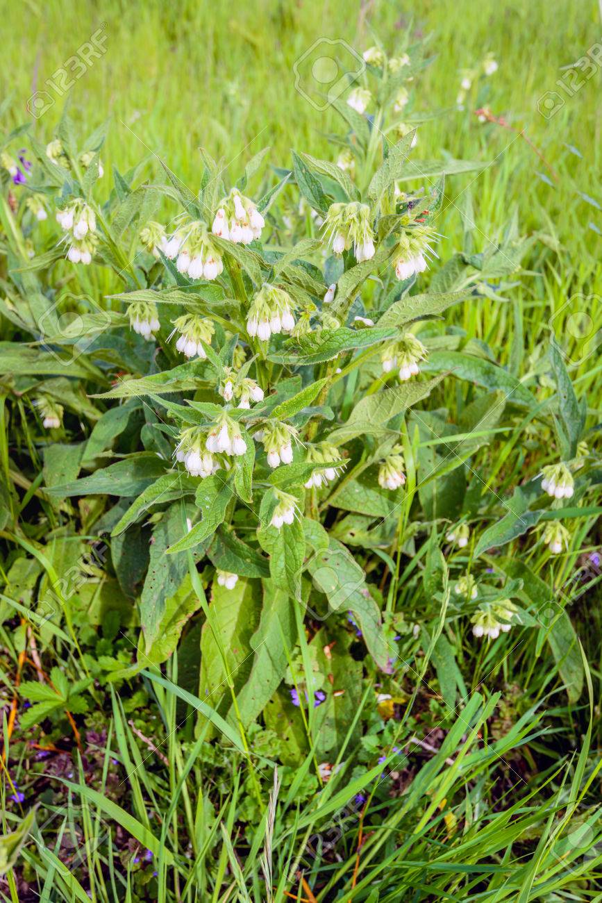 白い花し部分的に大げさの一般的なコンフリーまたは他の野生の植物の間 独自の自然の生息地で Symphytum セイヨウタンポポ植物のクローズ アップ 今の春です の写真素材 画像素材 Image