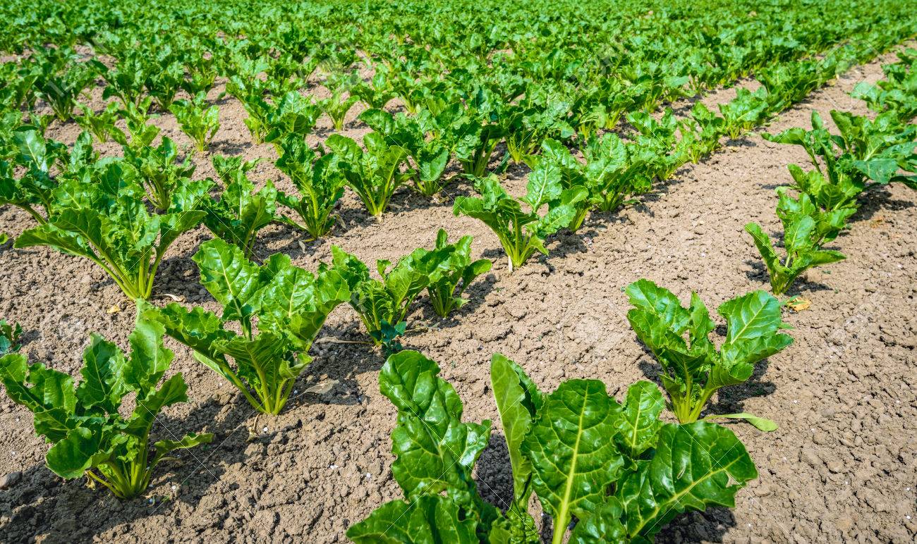 closeup of young sugar beet plants in long lines growing in recently growing sugar beet