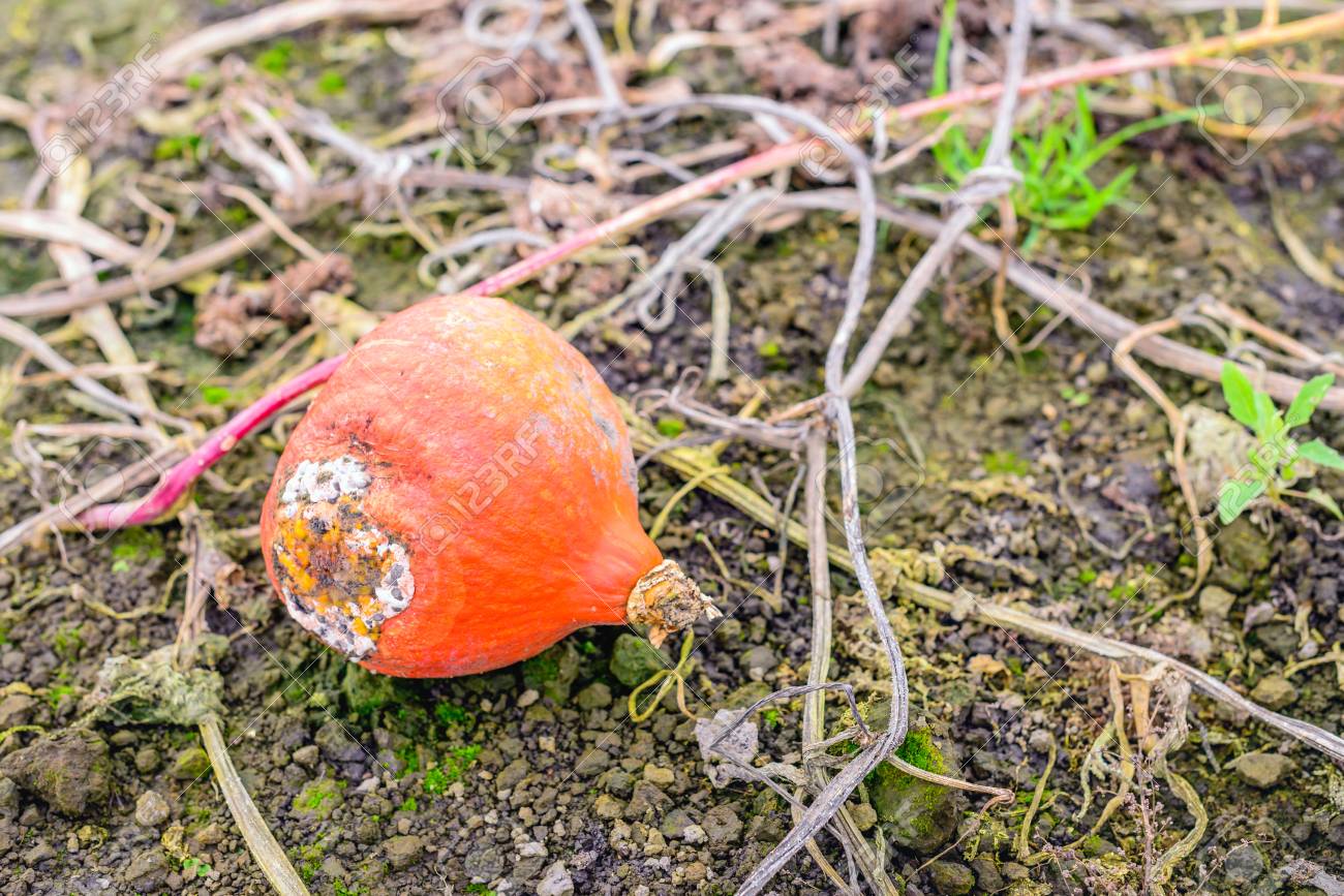 腐敗 カビの生えたオレンジ色のカボチャは収穫時にフィールド上に残って の写真素材 画像素材 Image