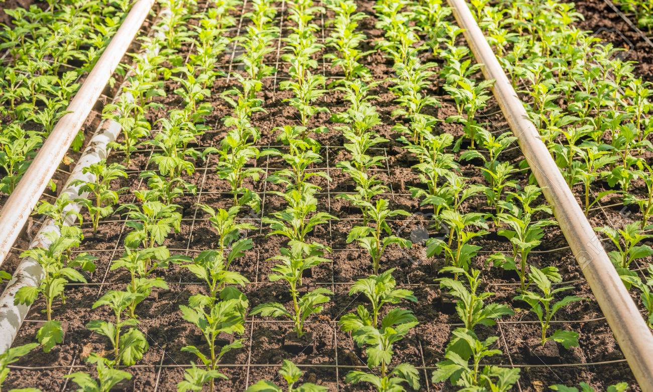 専門にされたオランダ菊カット花保育園の温室で小さなキクの挿し芽がたくさん の写真素材 画像素材 Image