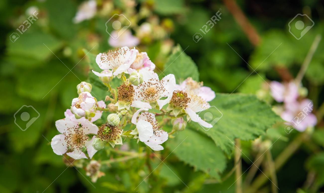新進と薄いのクローズ アップ ピンクのブラックベリーの花が咲き まだオランダ自然保護区で成長遅い春のシーズンでは未熟果実 の写真素材 画像素材 Image