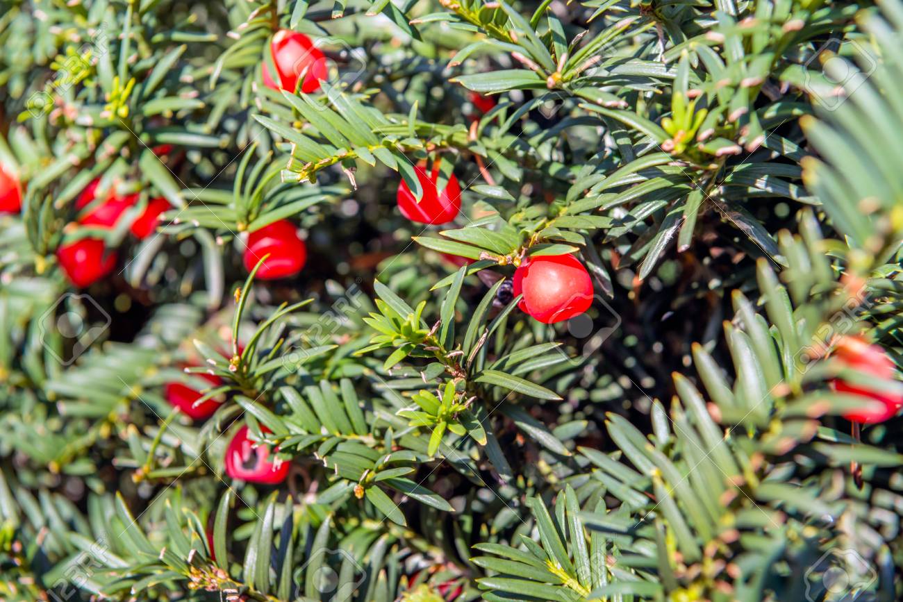 closeup of red berry like seed cones of a european yew or taxus