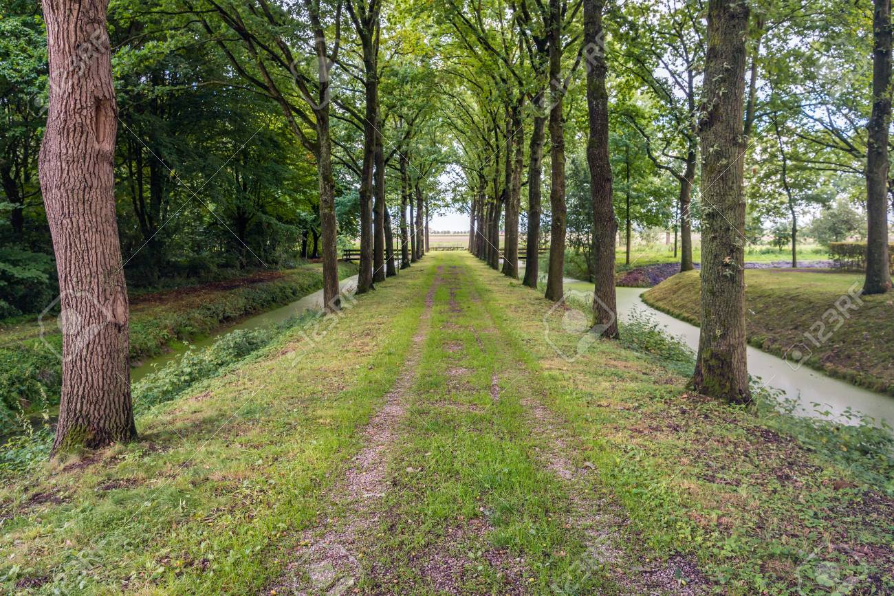 夏の終わりの季節の晴れた日にオランダ公園の背の高い木の美しい草のパス の写真素材 画像素材 Image 夏の終わりの季節の晴れた日にオランダ公園の背の高い木の美しい草のパス の写真素材 画像素材 Image