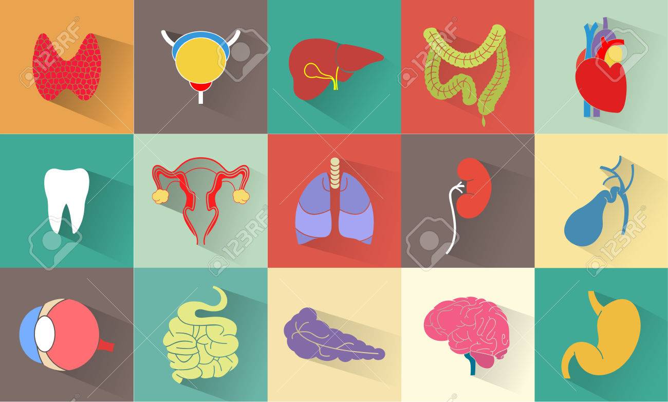 胃 脳 歯 肺 腸 腎臓 骨 肝臓 膀胱 心臓 膵臓 目 甲状腺など内部臓器のセットです 長い影とフラットなデザイン のイラスト素材 ベクタ Image