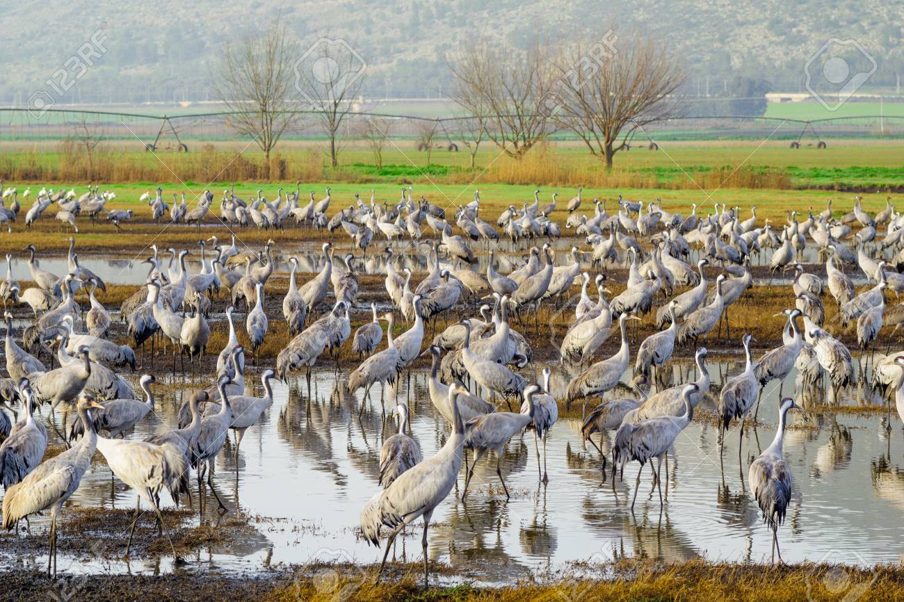 ÐоÑ
ожее изобÑажение